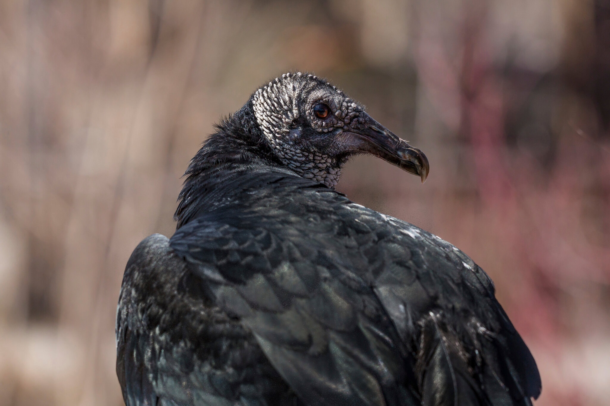Black Vulture Attacks on Animals
