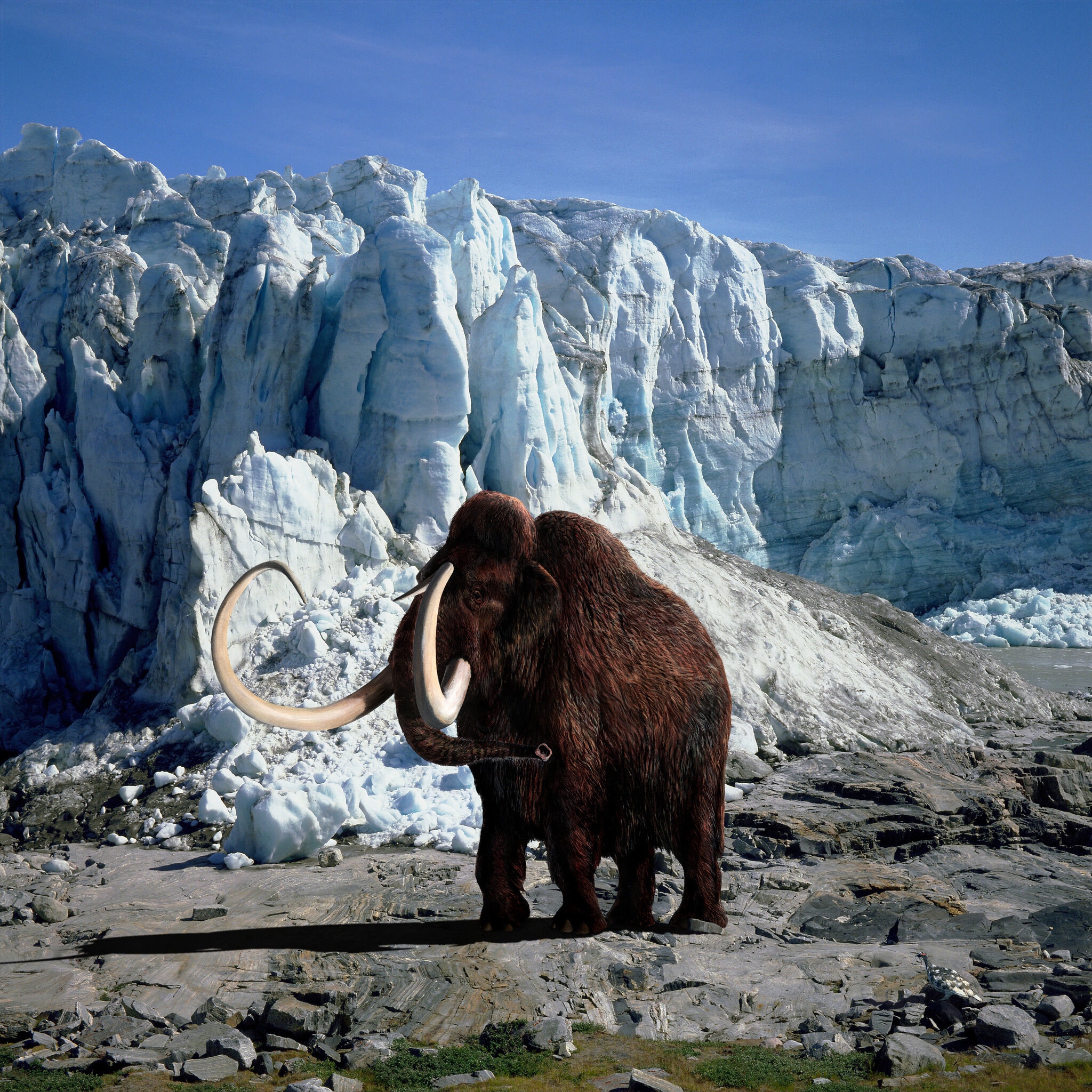 Bring Back the Woolly Mammoth