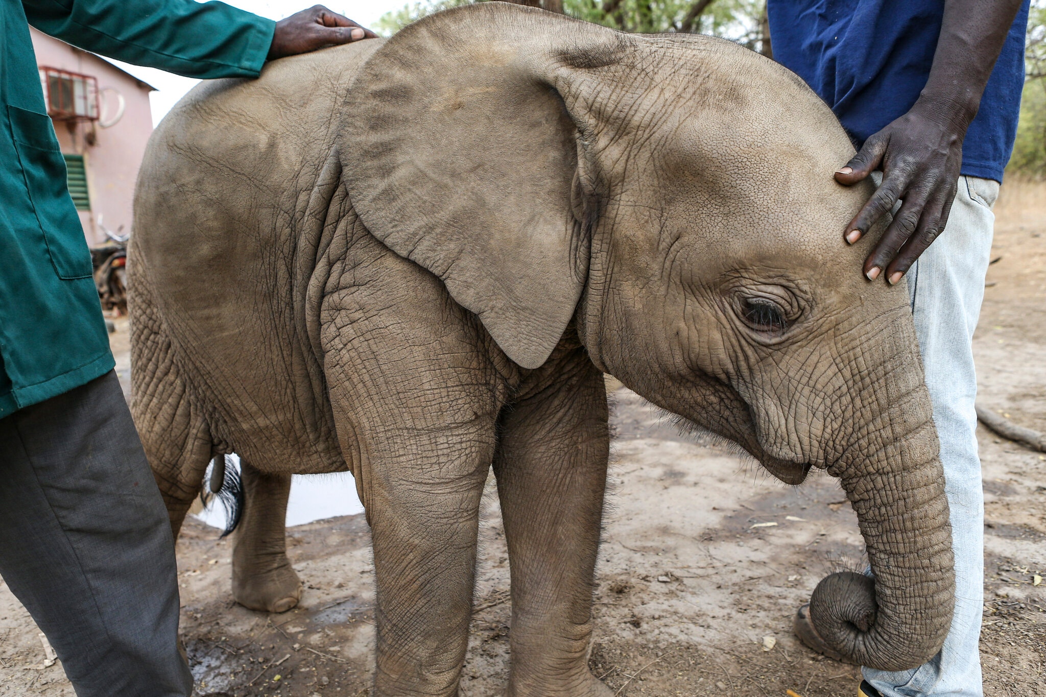 Reuniting an Orphan Elephant and Her Mom
