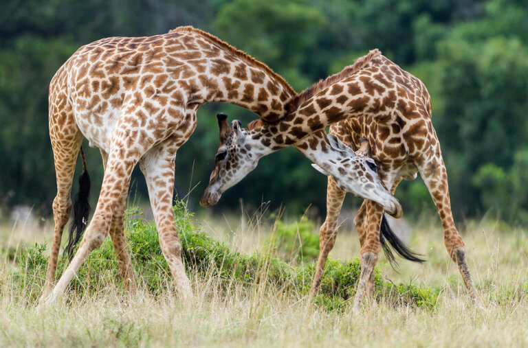 When Giraffes Fight, They Are Honorable