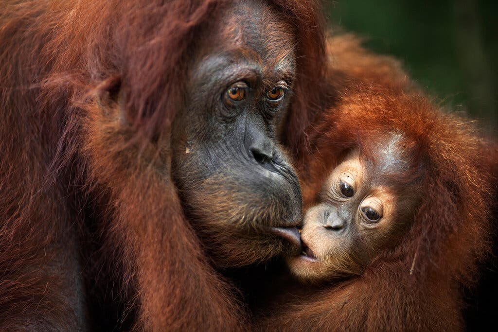 In Orangutan Parenting, the Kids Can Get Their Own Dinner