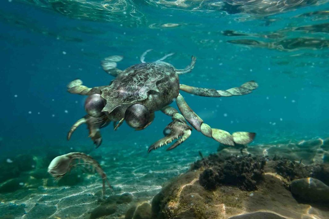 This Ancient Crab Had Unusually Huge Eyes