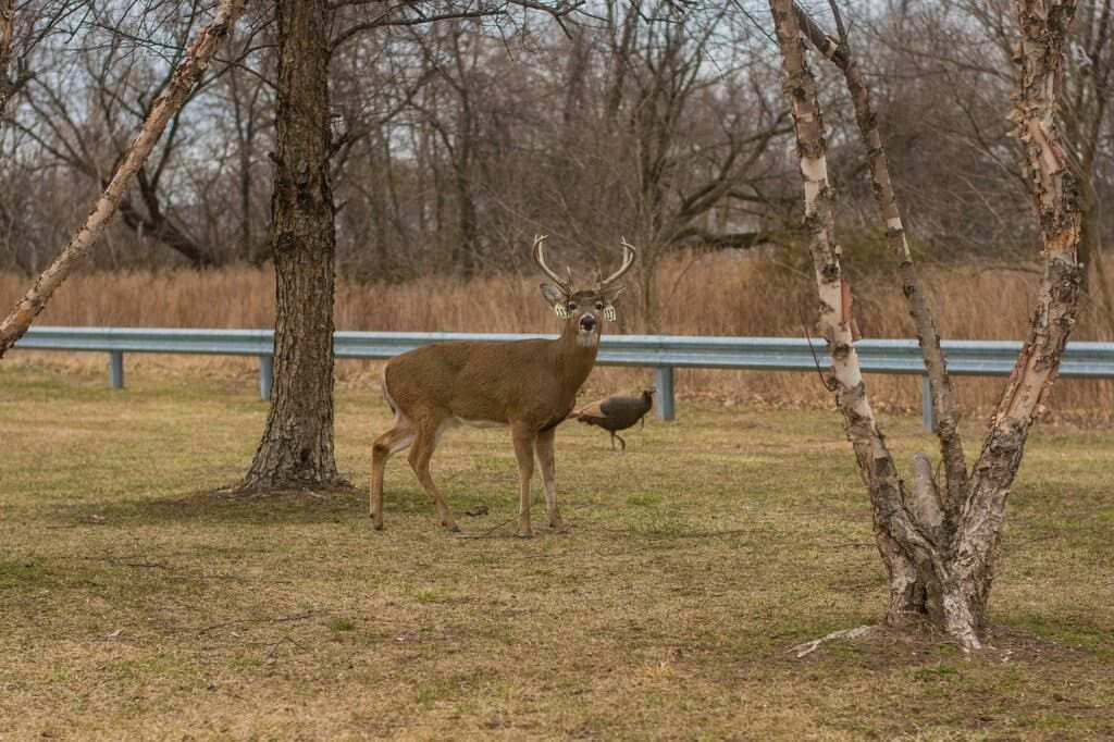 New York Deer Infected With Omicron, Study Finds (1)