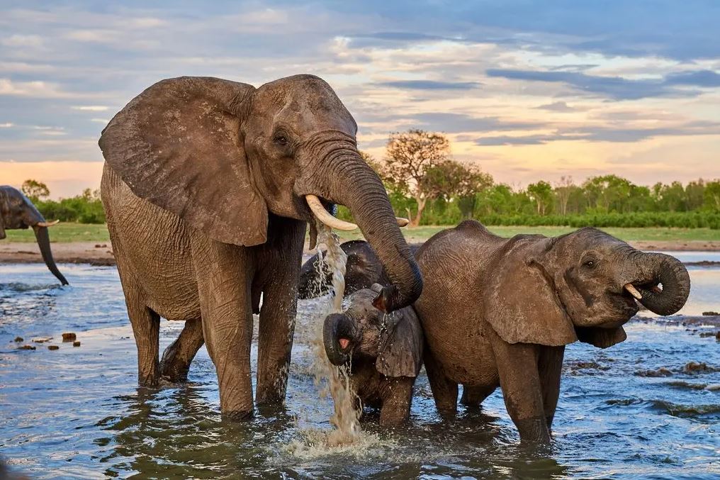 U.S. Allows Hunters to Import Some Elephant Trophies From African Countries