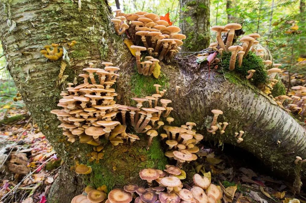 These Mushrooms Borrowed the Same Deadly Toxin From a Mysterious Source
