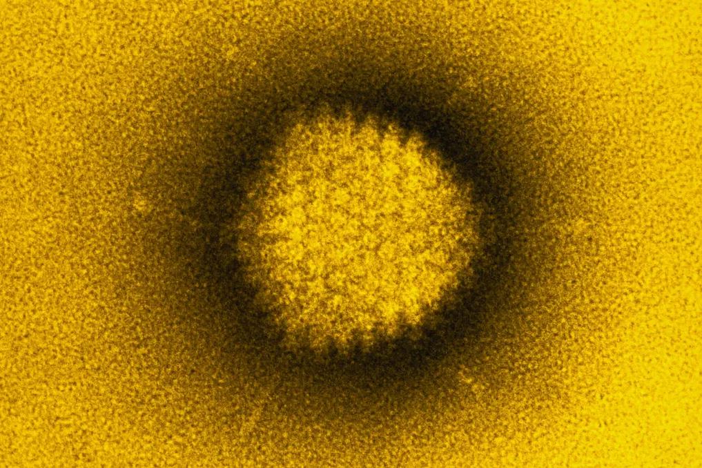 Studies Probe Adenovirus Link to Childhood Hepatitis Cases