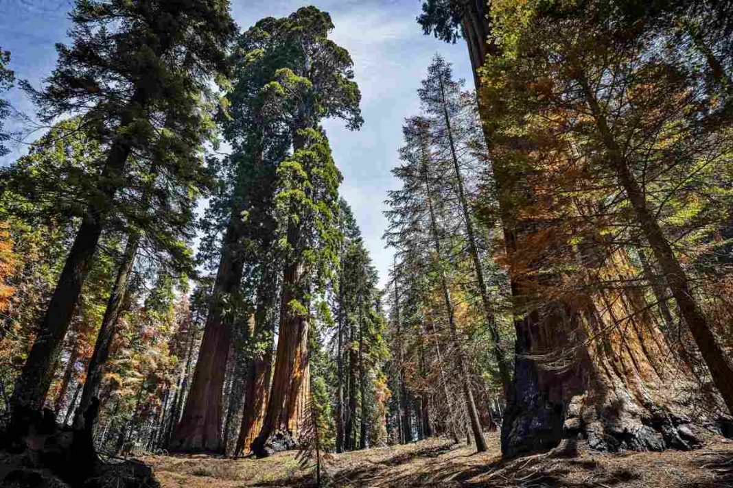 The United States of America has taken emergency measures to protect sequoias from wildfires