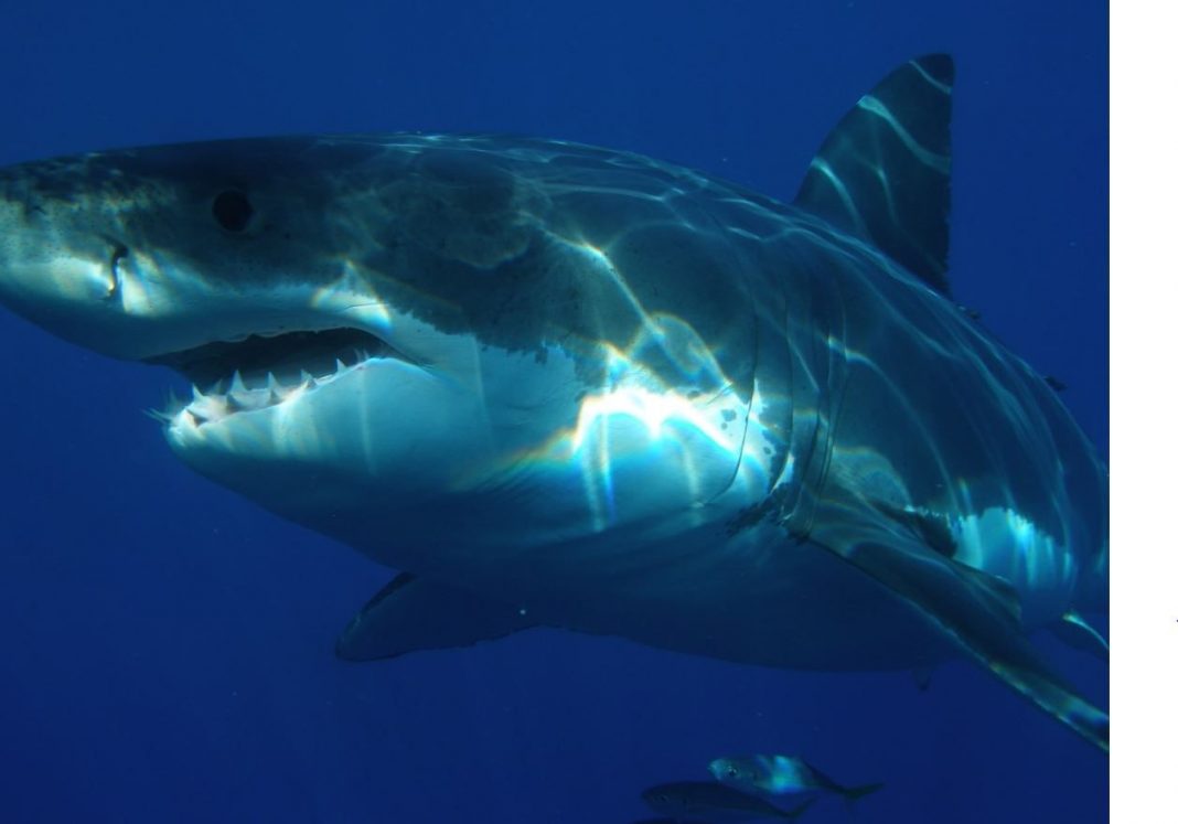 When compared to Other Sharks, the Megalodon Was Much Larger, Much Faster, And Even More Hungry