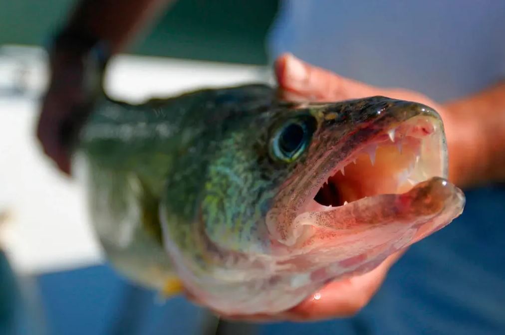 Fishing Contest Rocked by Cheating Charges After Weights Found in Winning Catches
