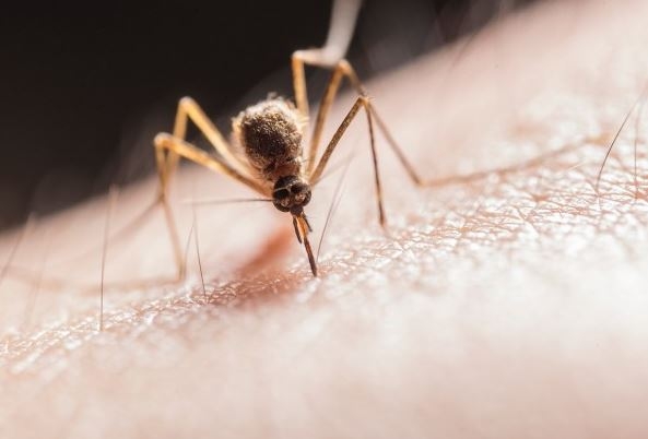 Rising Temperatures Fueling Malaria Outbreaks Across Africa, Warn Experts on Climate Change Impact