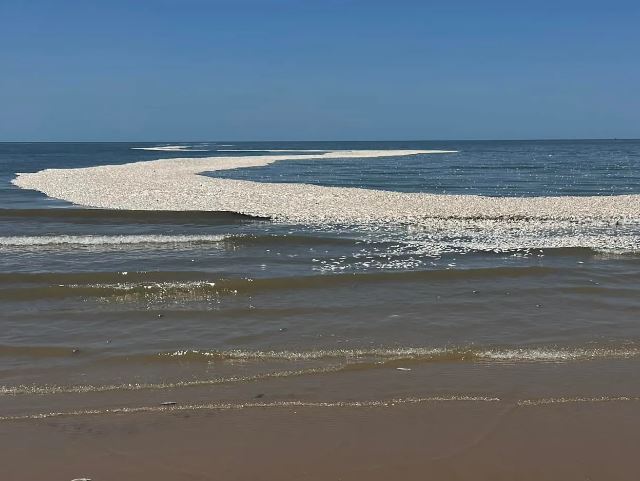 Tens of Thousands of Dead Fish Wash Ashore on Gulf Coast in Texas