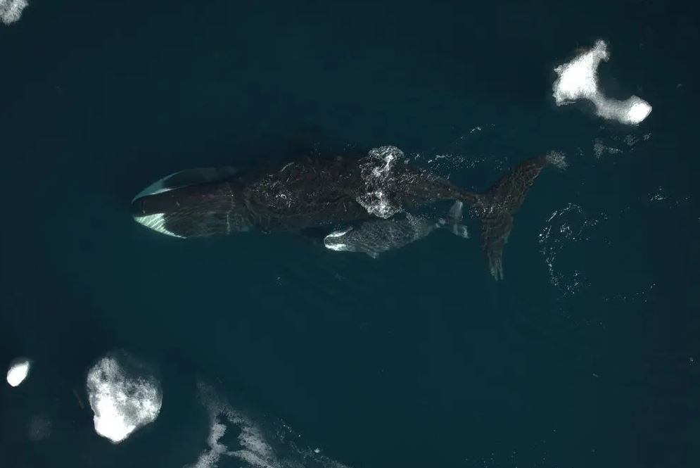 The Prize for the Longest Pregnancy in Mammals May Go to This Whale
